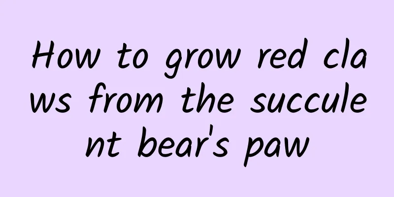 How to grow red claws from the succulent bear's paw