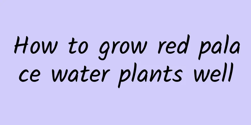 How to grow red palace water plants well