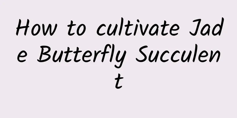 How to cultivate Jade Butterfly Succulent