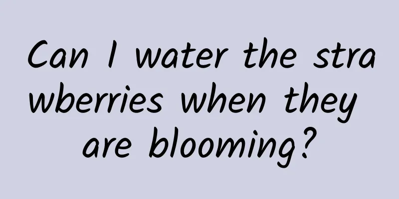 Can I water the strawberries when they are blooming?