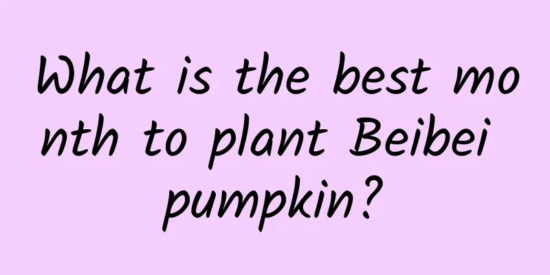 What is the best month to plant Beibei pumpkin?