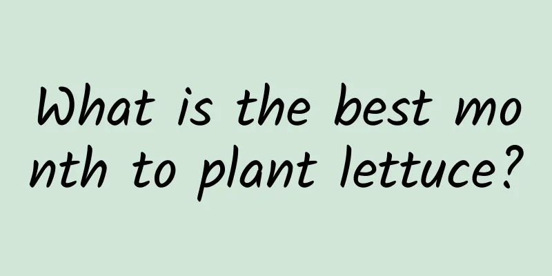 What is the best month to plant lettuce?