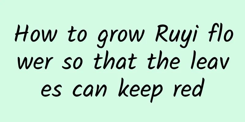 How to grow Ruyi flower so that the leaves can keep red