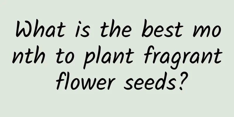 What is the best month to plant fragrant flower seeds?