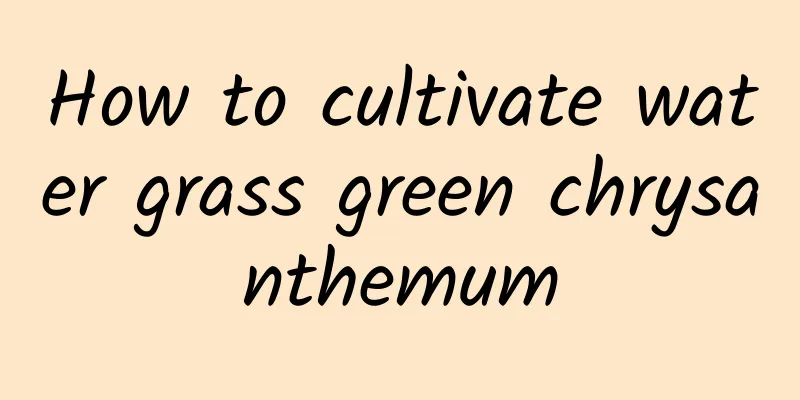 How to cultivate water grass green chrysanthemum