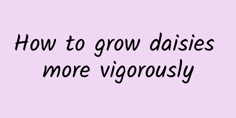 How to grow daisies more vigorously