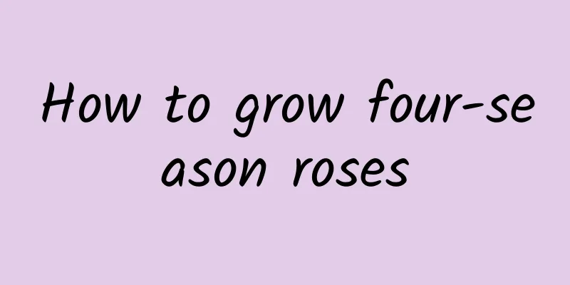 How to grow four-season roses