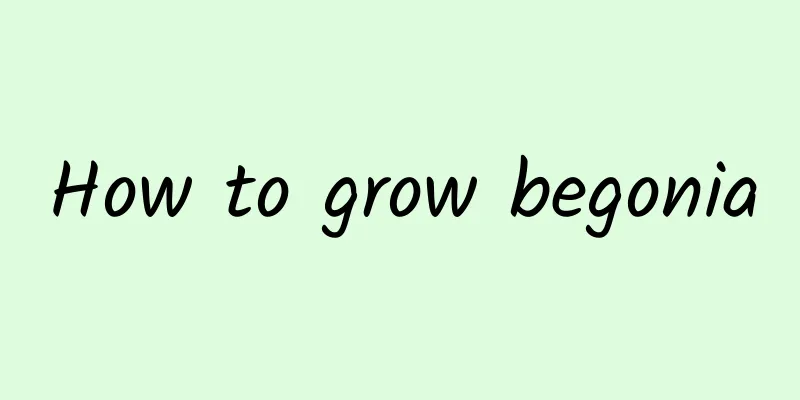How to grow begonia