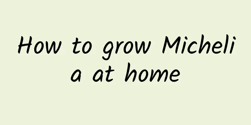 How to grow Michelia at home