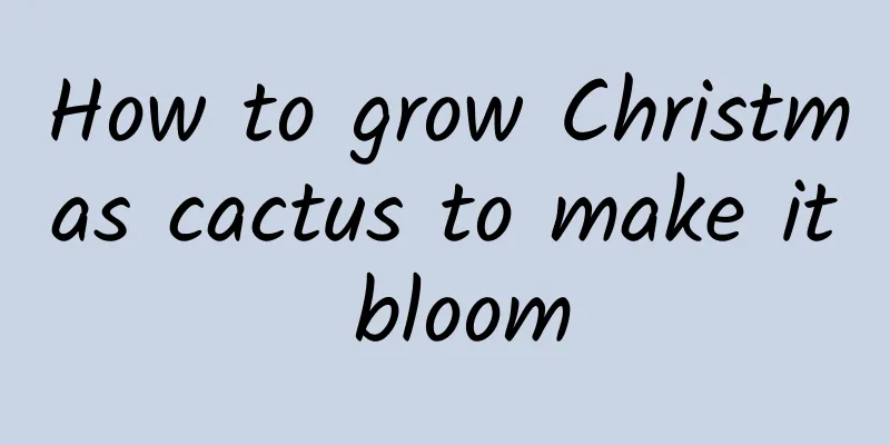 How to grow Christmas cactus to make it bloom