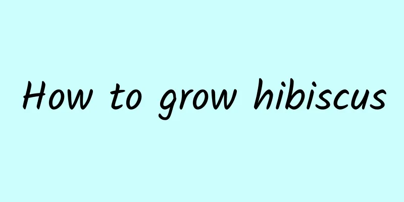 How to grow hibiscus