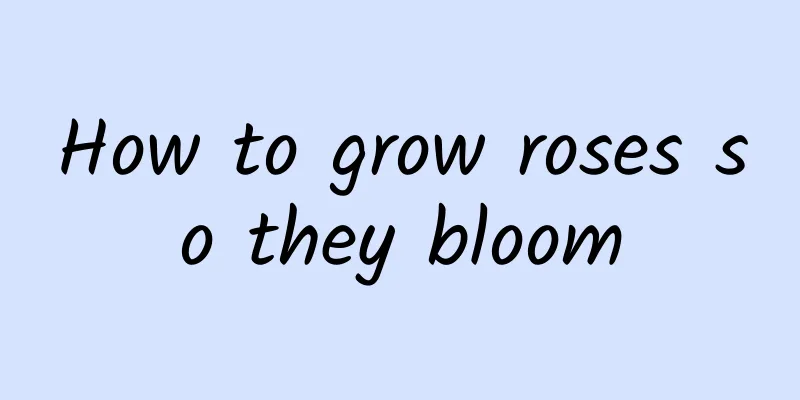 How to grow roses so they bloom