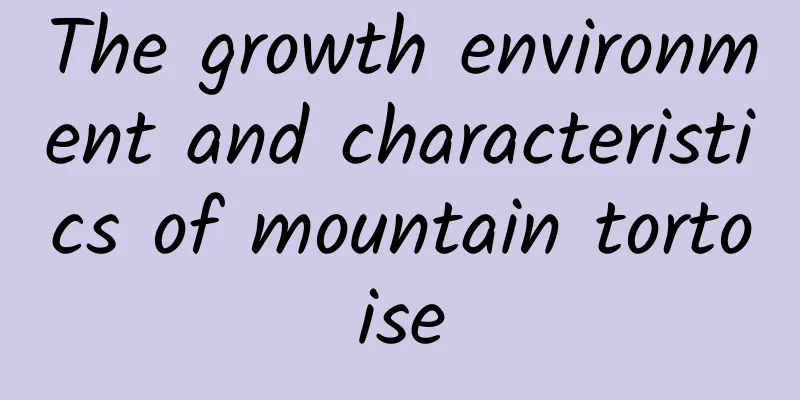The growth environment and characteristics of mountain tortoise