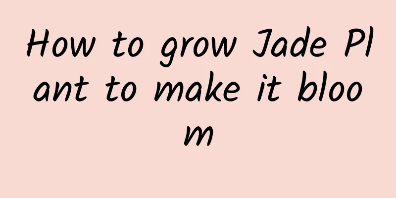 How to grow Jade Plant to make it bloom