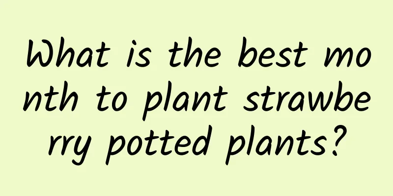 What is the best month to plant strawberry potted plants?