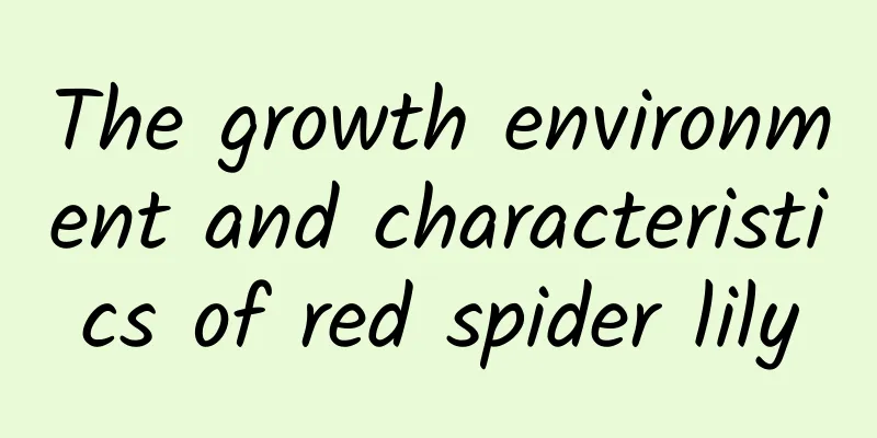 The growth environment and characteristics of red spider lily