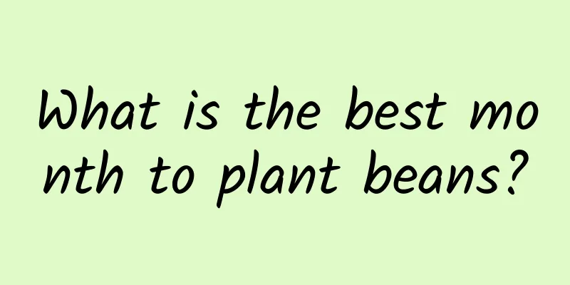 What is the best month to plant beans?