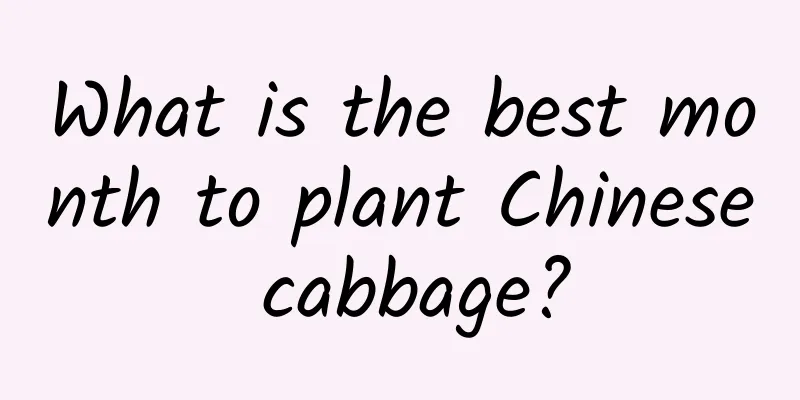 What is the best month to plant Chinese cabbage?