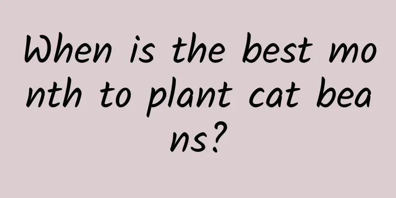 When is the best month to plant cat beans?