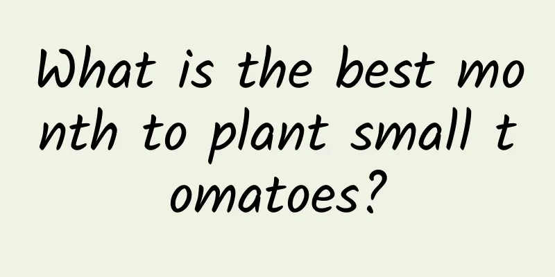 What is the best month to plant small tomatoes?