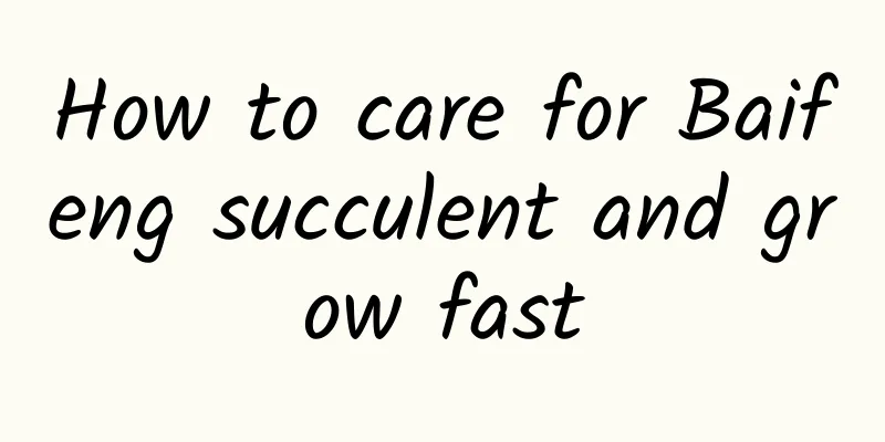 How to care for Baifeng succulent and grow fast