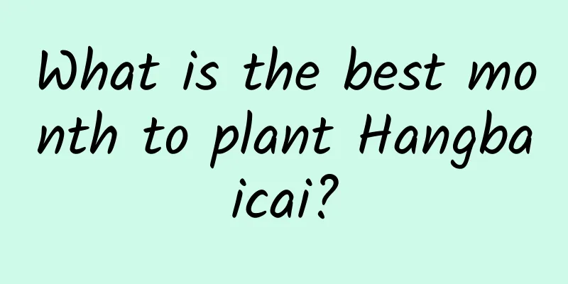 What is the best month to plant Hangbaicai?