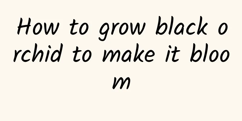 How to grow black orchid to make it bloom