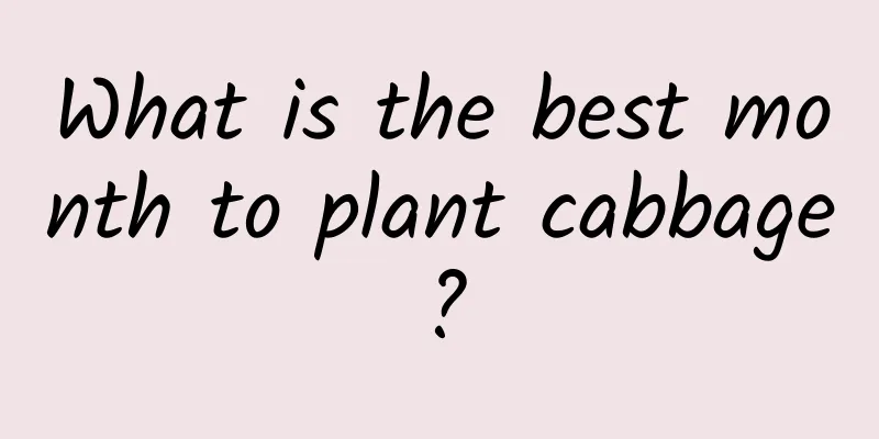 What is the best month to plant cabbage?