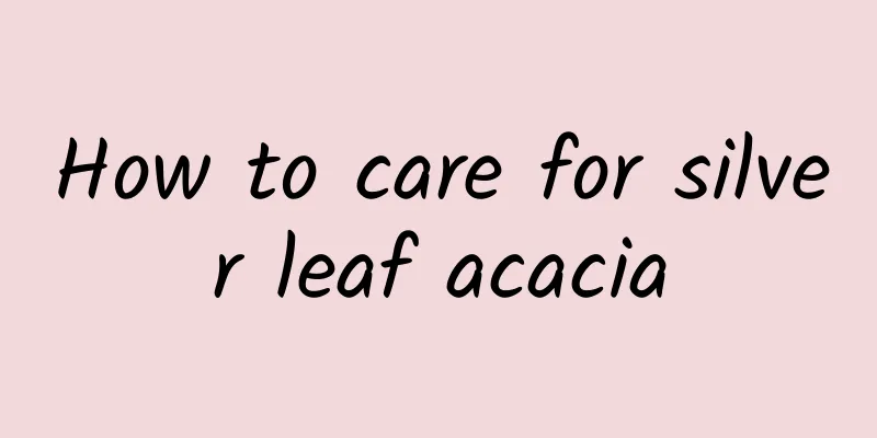 How to care for silver leaf acacia