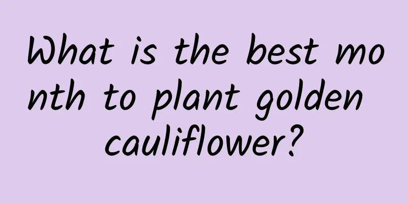 What is the best month to plant golden cauliflower?
