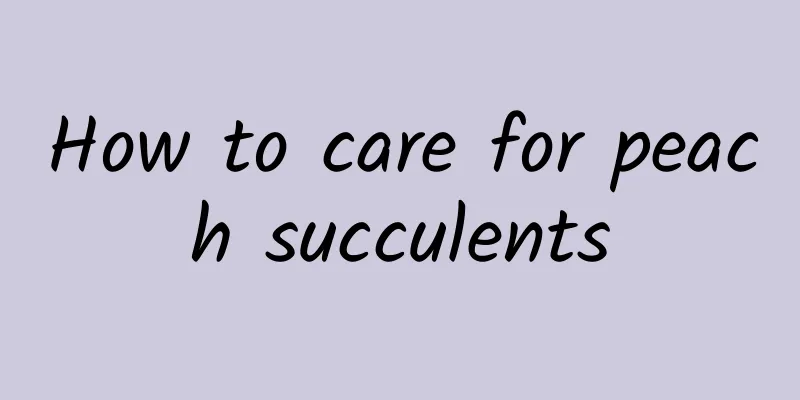 How to care for peach succulents