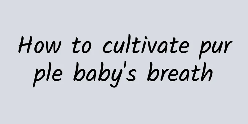 How to cultivate purple baby's breath