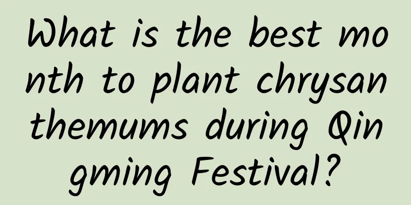 What is the best month to plant chrysanthemums during Qingming Festival?