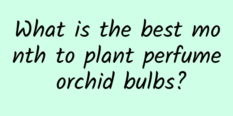 What is the best month to plant perfume orchid bulbs?