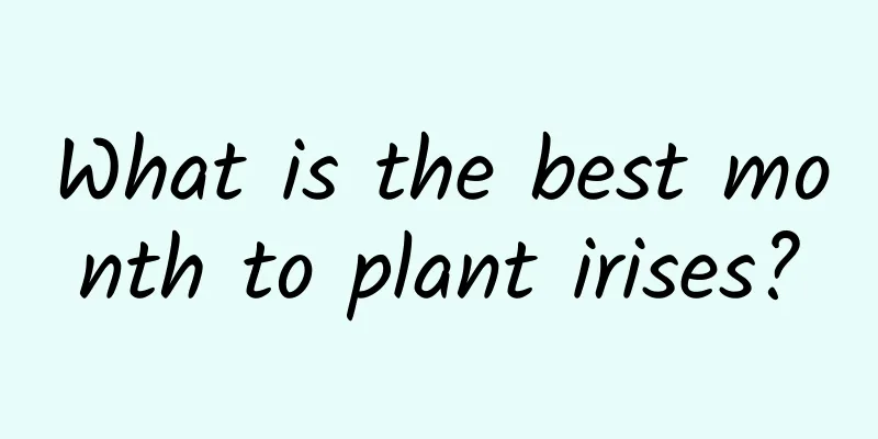 What is the best month to plant irises?