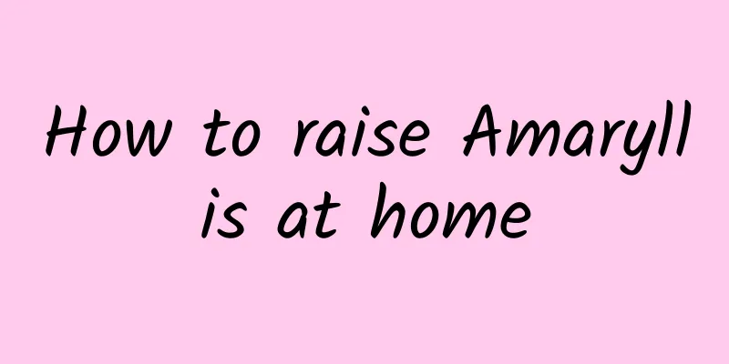 How to raise Amaryllis at home