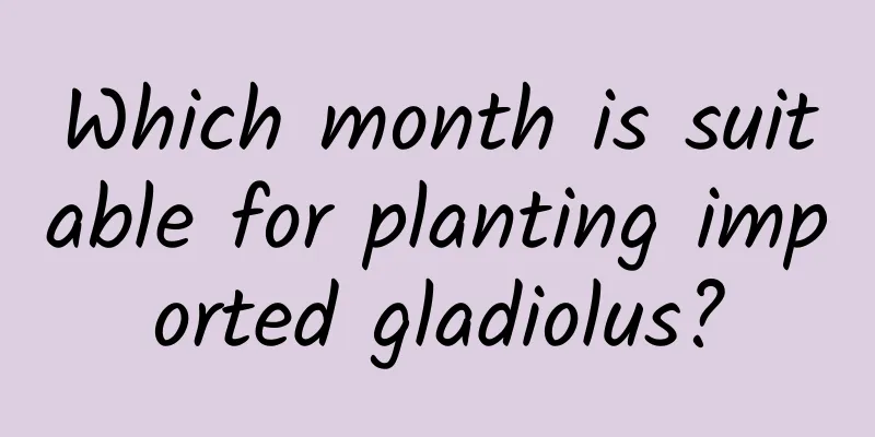 Which month is suitable for planting imported gladiolus?
