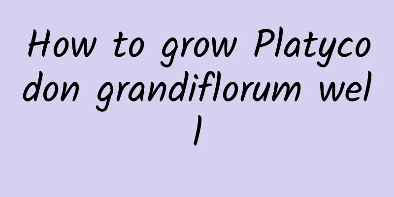 How to grow Platycodon grandiflorum well