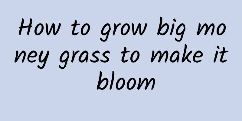 How to grow big money grass to make it bloom