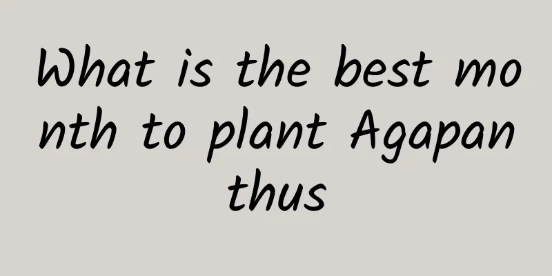 What is the best month to plant Agapanthus