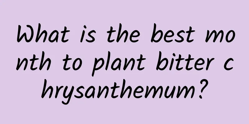 What is the best month to plant bitter chrysanthemum?