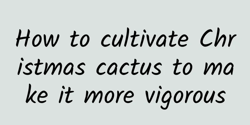 How to cultivate Christmas cactus to make it more vigorous
