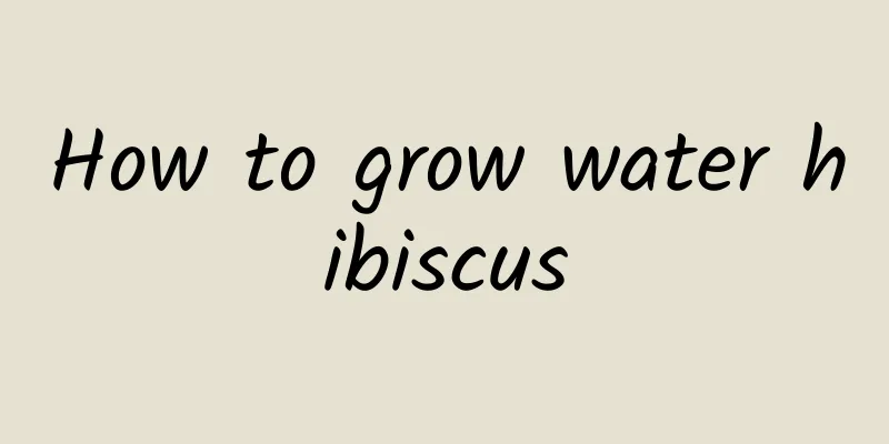 How to grow water hibiscus