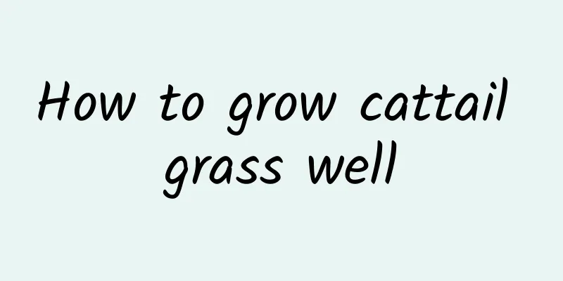 How to grow cattail grass well