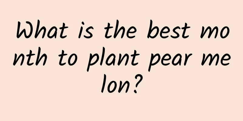 What is the best month to plant pear melon?