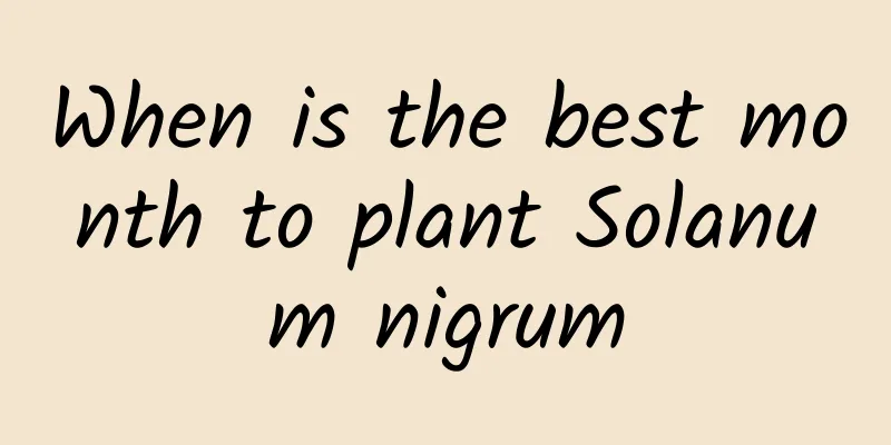 When is the best month to plant Solanum nigrum