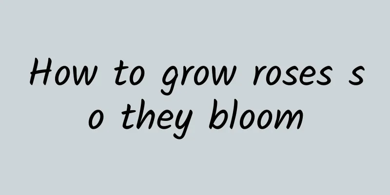 How to grow roses so they bloom