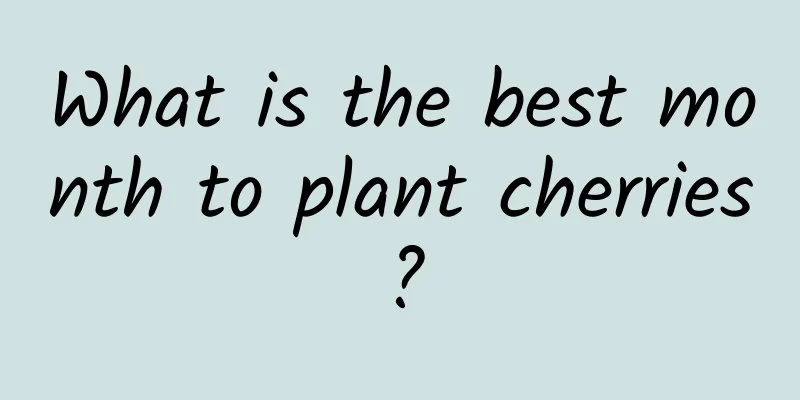 What is the best month to plant cherries?