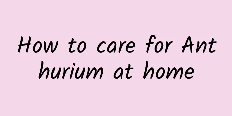 How to care for Anthurium at home