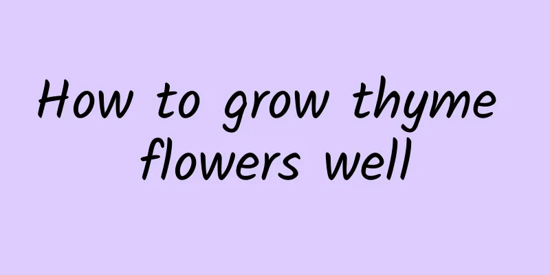 How to grow thyme flowers well